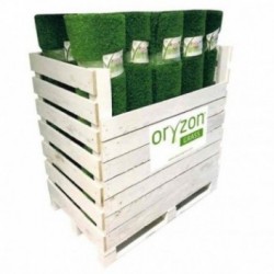 ORYZON GRASS Pemba Box
