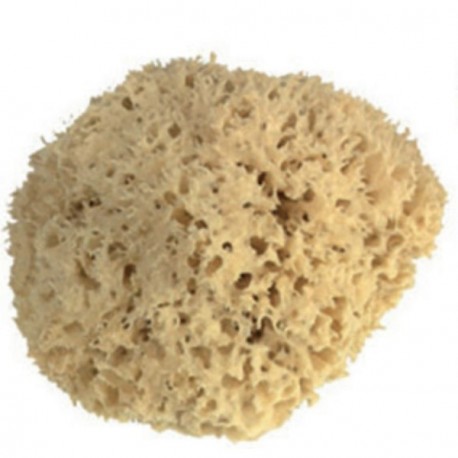Eponge naturelle 16/17cm PAD