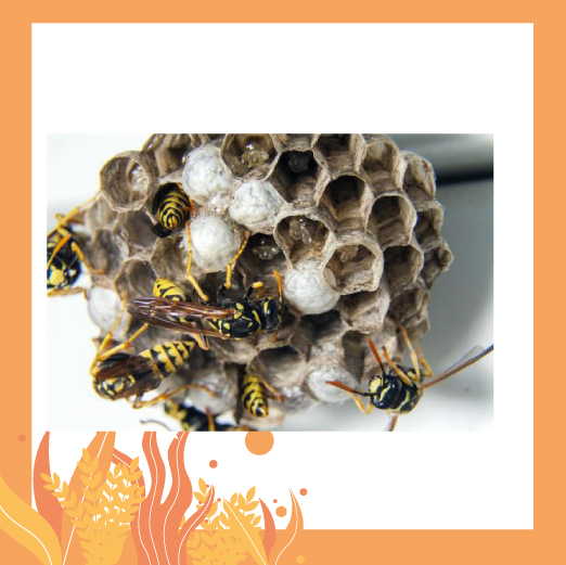 Box Insecticides Guêpes Frelons
